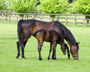 Horse Mayor and Colt