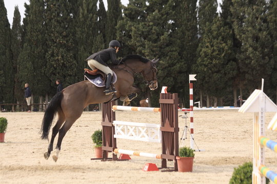 springreiten