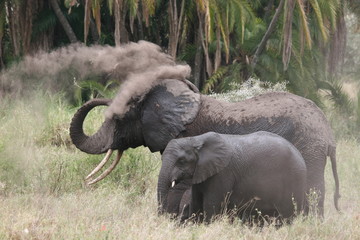 Obraz premium Elefant with cub having sand-shower in Serengeti NP