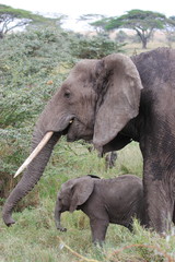Fototapeta premium Elefant with litte cub in Serengeti NP