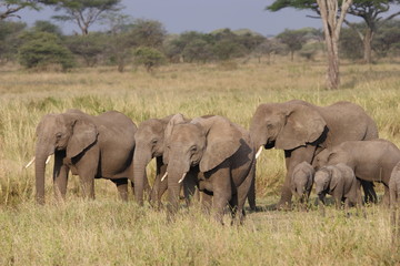 Fototapeta na wymiar Grupa słonie chodząc Serengeti NP