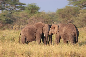Fototapeta na wymiar Elefants walczący w Serengeti NP