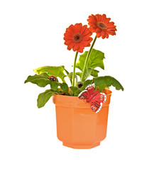gerbera flower on white