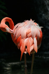 flamingo cleaning feather