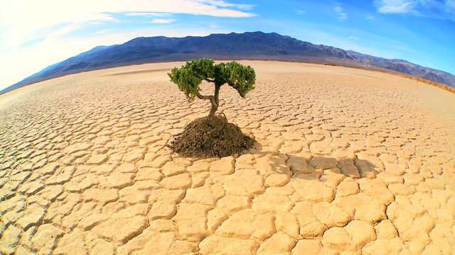 Wide-angle Concept of Living Tree in Desert Wilderness