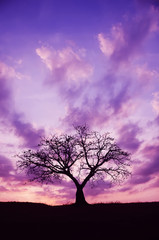 Fototapeta na wymiar Tree and Sunset