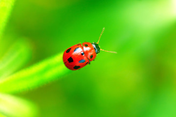 Ladybug sitting on a green leaf.
