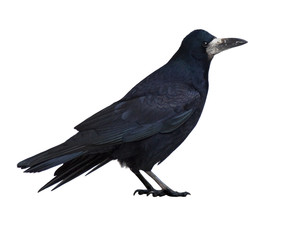 Rook (Corvus frugilegus) - obrazy, fototapety, plakaty