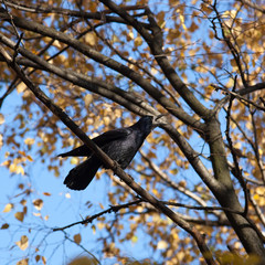 Rook (Corvus frugilegus)