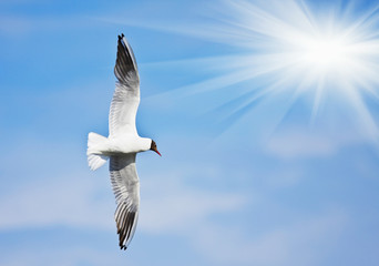 seagull flies
