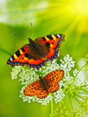 beautiful butterflies