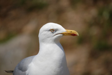Goéland