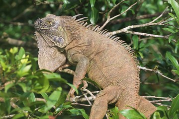 iguane costa rica