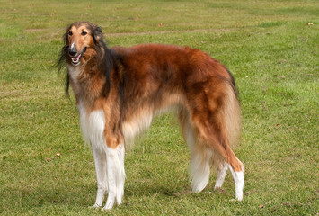 Borzoi, elegant hound, standing to attention