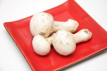 champignons de paris