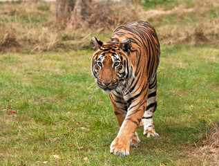 Obraz premium Sumatran tiger approaching the camera