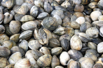palourdes en vrac