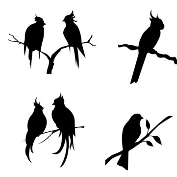 bird silhouettes