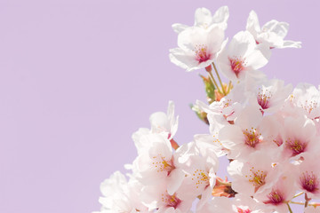 Obraz premium cherry blossom