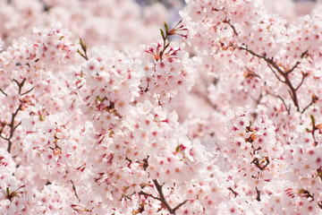 cherry blossom