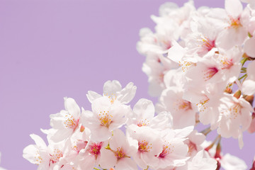 Fototapeta premium cherry blossom