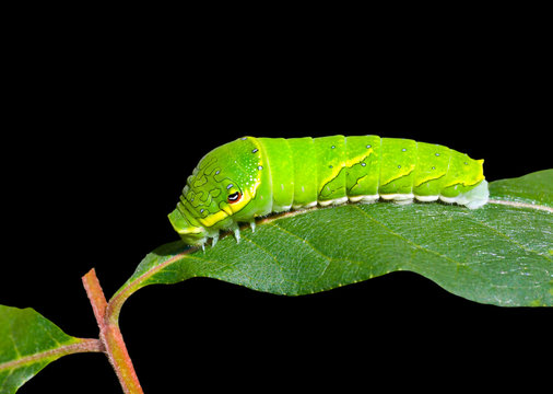 Green caterpillar on leaf 4