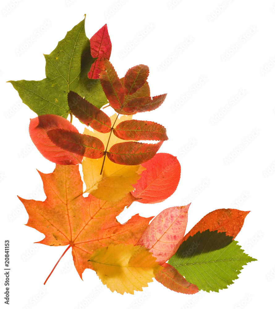 Poster bright autumn leaves corner