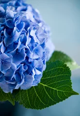 Fotobehang Hydrangea blauwe hortensia