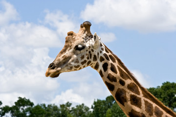 Giraffe in Zoo