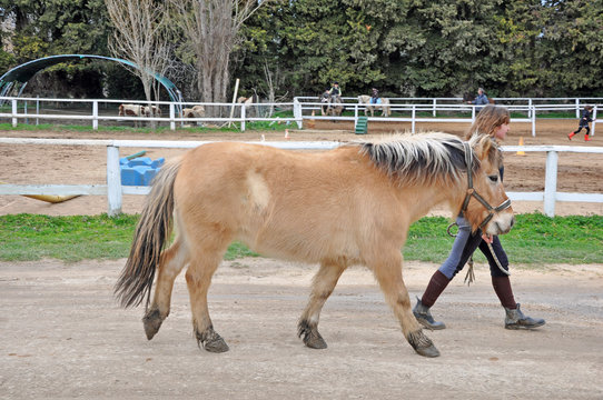pr&eacute;paration du poney