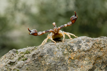 Sonoma Scorpion 4