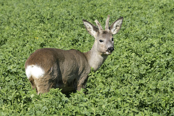 Rehbock