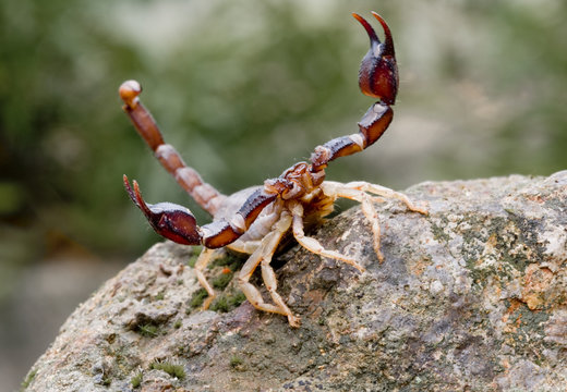 Sonoma Scorpion 6