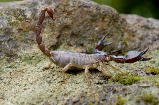 Sonoma Scorpion 2