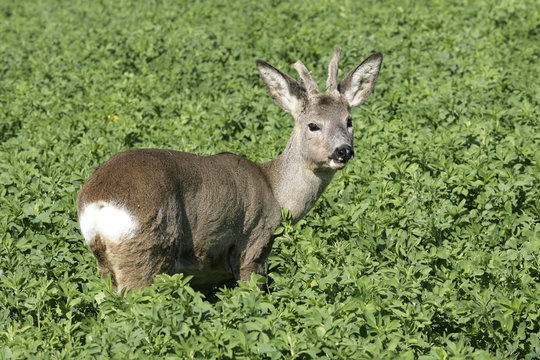 Rehbock