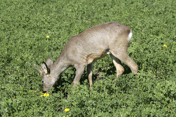 Rehbock