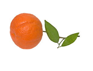 Tangerine on branch