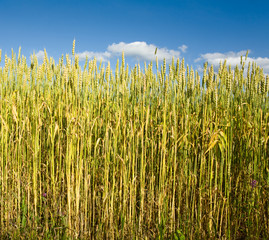 wheaten field and cloudy sky