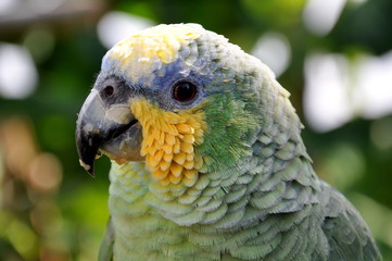 Papagei