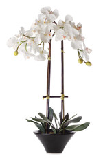 Orchids
