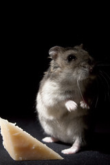 Hamster Standing by Cheese