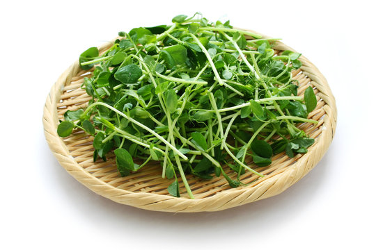 Snow Pea Sprouts