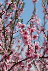 fleurs printannières de pêchers