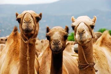 Fotobehang Camels © Noradoa