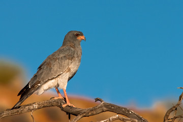 Pale Chanting Goshawk
