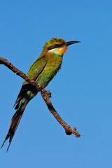 Shallowedtailed Bee-Eater