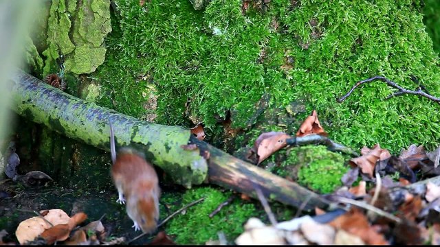 Maus im Wald
