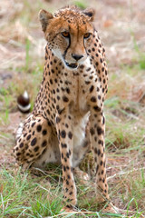 Cheetah