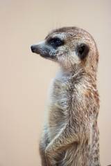 Meerkat