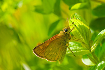 Butterfly on green pant